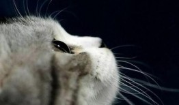 娱乐吃瓜酱猫妈妈视频,萌宠视频带你笑翻天