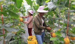 网红塌方吃瓜,揭秘网络红人背后的真相与教训